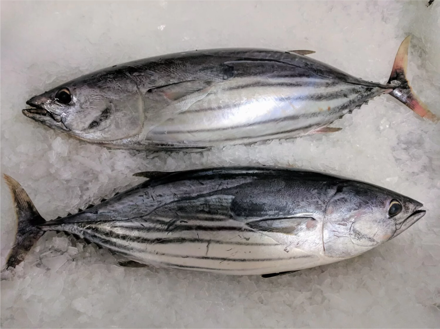 Juliya Seafood | Product Image 2